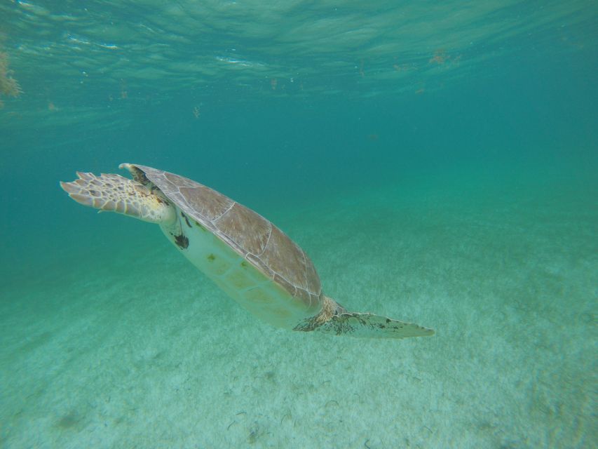 Cancún: Snorkeling With Marine Turtles and Cenote Swim - Common questions