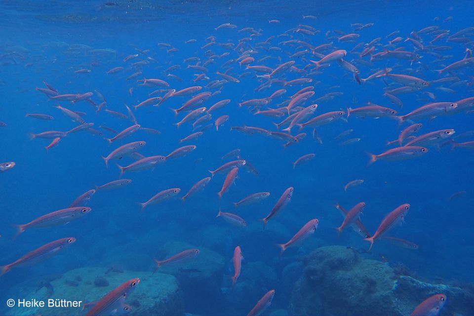 Caniço: Garajau Nature Reserve Guided Snorkeling Tour - Directions for the Tour