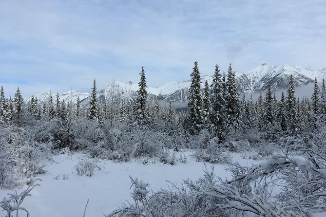 Canmore: Wilderness & Wildlife Hiking Tour - 3hrs - Pricing, Terms, and Additional Details