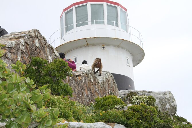 Cape Point and Cape of Good Hope Day Tour up to 10 Persons - Safety Measures and Guidelines