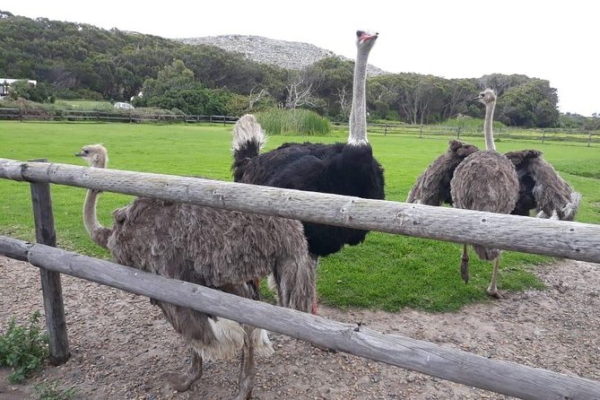 Cape Point, Boulders Beach in Private Car - FAQ and Assistance