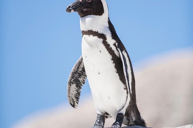 Cape Point Penguin Tour - Legal and Copyright Details