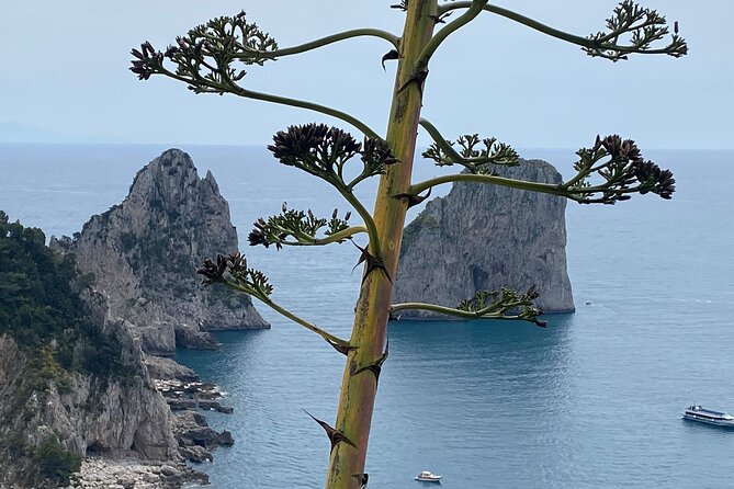 Capri Private Day Tour With Private Island Boat Tour From Rome - Common questions