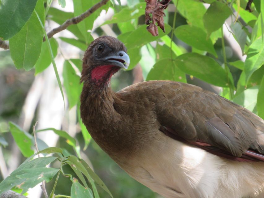 Cartagena: Private Bird-Watching Tour With Breakfast - Breakfast Experience