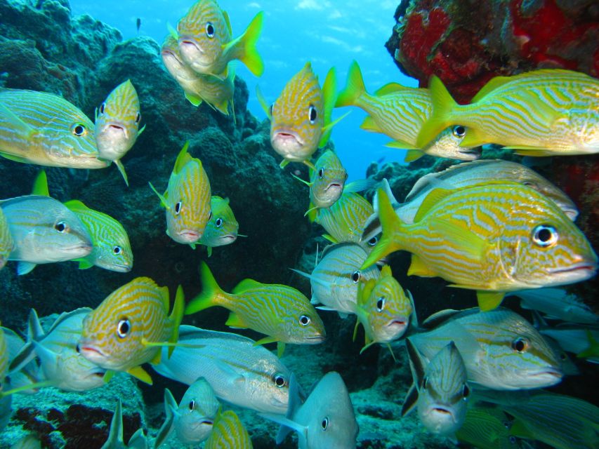 Cartagena: Scuba Diving Day Trip at Playa Blanca With Lunch - Directions for Booking