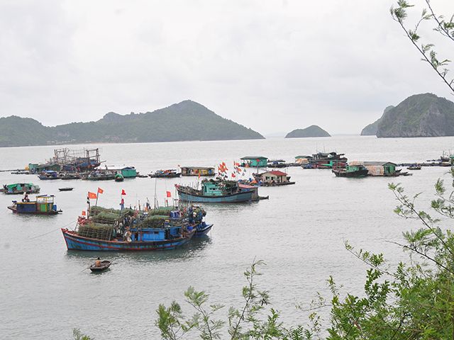 Cat Ba Island Day Trip From Ha Long City - Common questions
