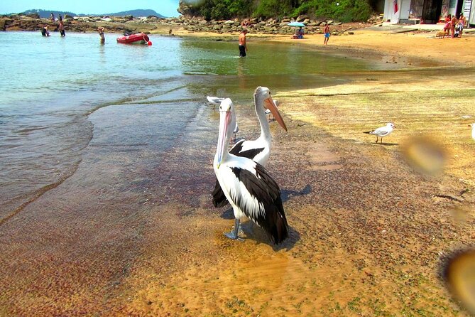 Central Coast Private Day Tour Beaches, Bays and Wildlife & Reptile Park Entry - Tour Duration