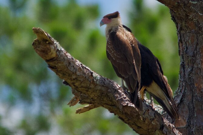 Central Florida Half-Day Private Birding Tour - 2 Person Max - Last Words