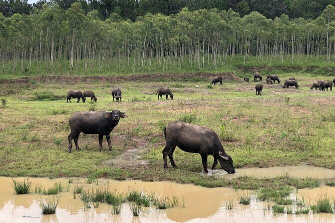 Central Highlands Private Guided Tour From Dalat  - Central Vietnam - Copyright and Terms & Conditions