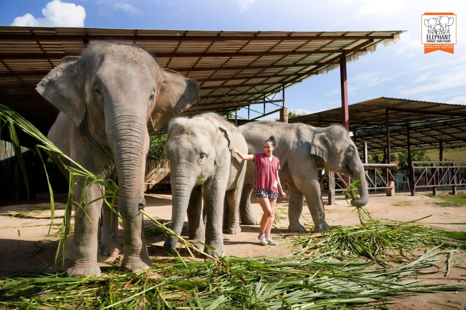 Chiang Mai: Elephant Jungle Sanctuary With Lunch & Transfer - Common questions