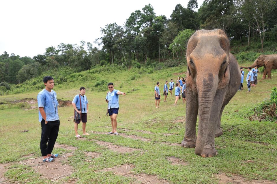 Chiang Mai: Ethical Elephant Sanctuary Day Tour & Lunch - Itinerary Details