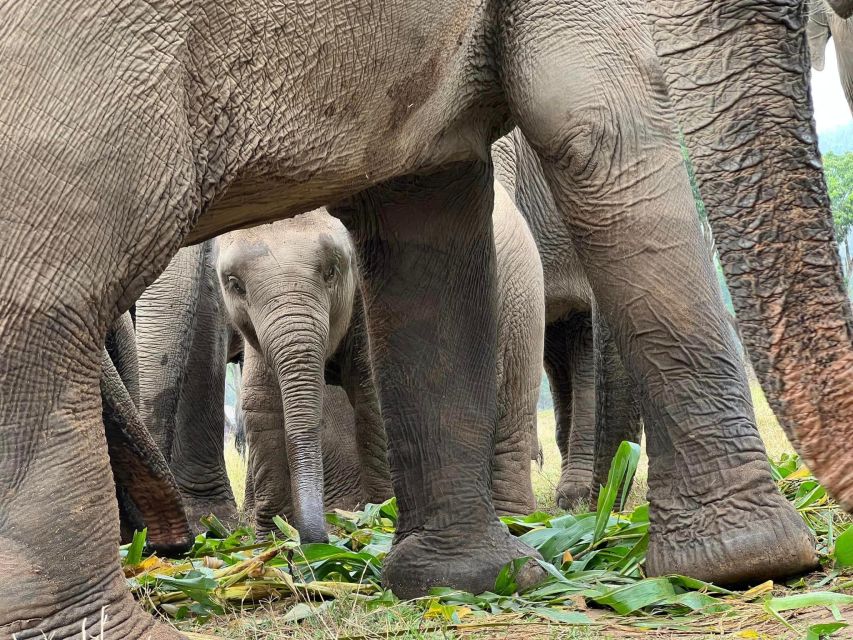 Chiang Mai: New Elephant Home Elephant Care Program - Activity Duration