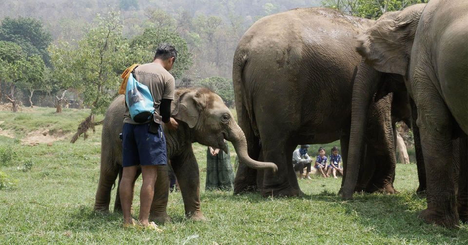 Chiang Mai: New Elephant Home Walking With Giants Tour - Common questions