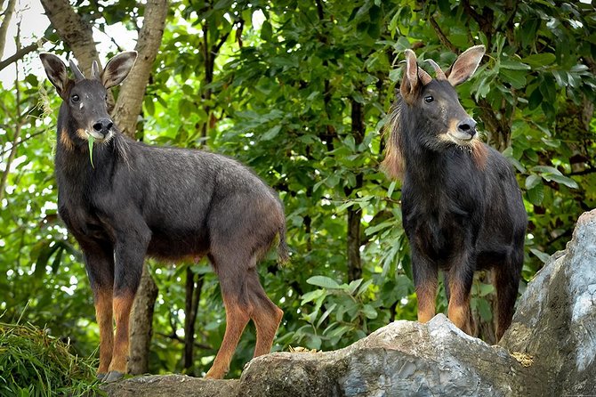 Chiang Mai Night Safari Including Round-Trip Transfer - Common questions