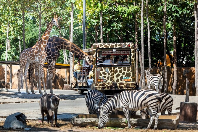 Chiang Mai Night Safari Ticket - Night Safari Schedule and Highlights