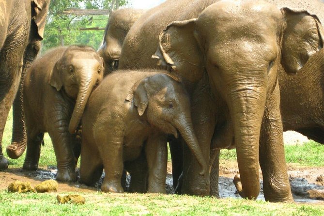 Chiang Mai Zipline White Water Rafting and Elephant Sanctuary - Last Words