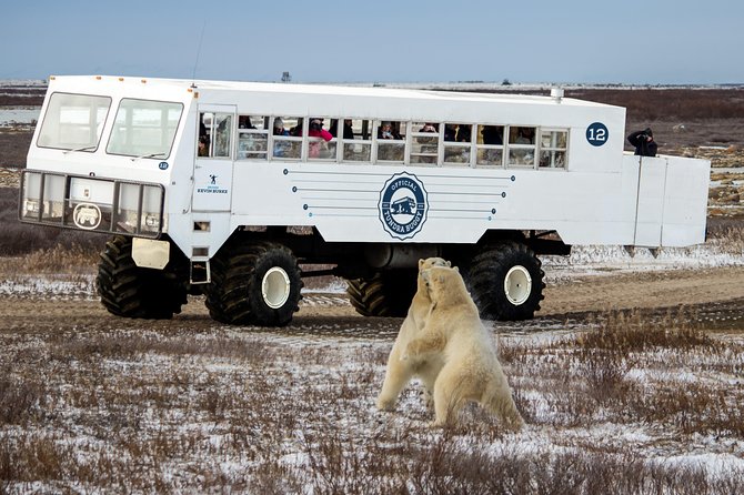 Classic 5 Night Churchill Polar Bear Adventure - Reviews and Ratings Insights
