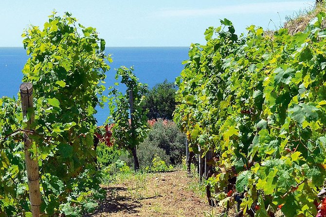 Côtes De Provence Wine Day Tour : 8 Hours - Booking Instructions