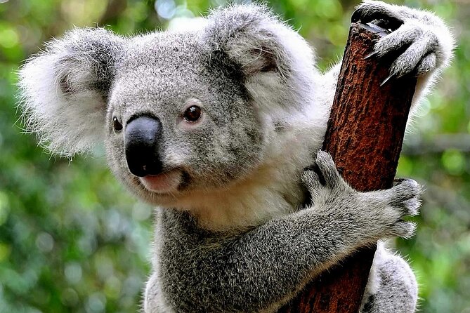 Cuddle a Koala and Historic Hahndorf Tour - Booking and Payment Options