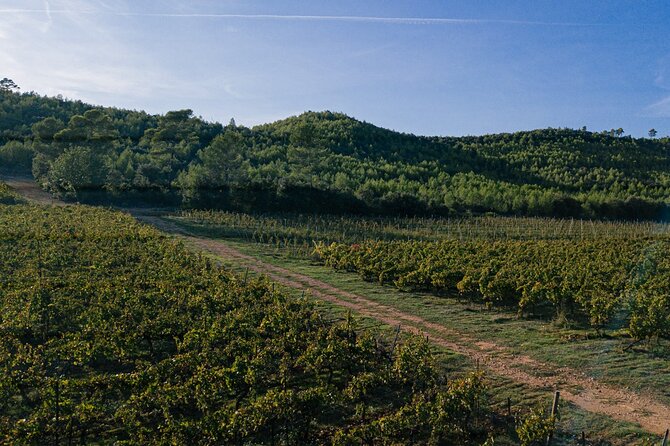 Culinary and Wine Excursion in the Gulf of Saint-Tropez  - St-Tropez - Background