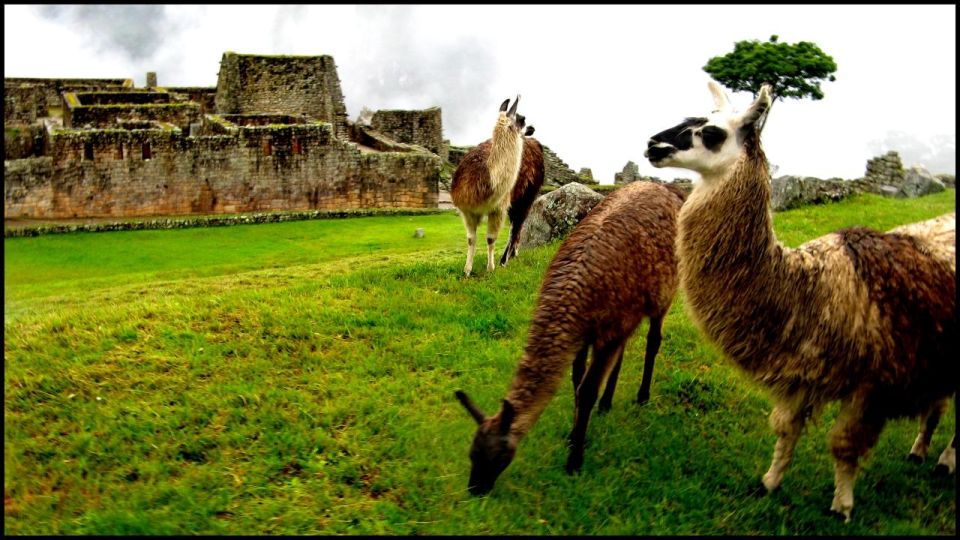 Cusco: City Tour Cusco Sacred Valley and Machu Picchu 4 Days - Last Words