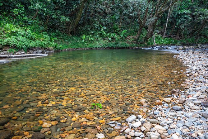 Daintree Valley of the Giants Afternoon Hike and Swim - Last Words