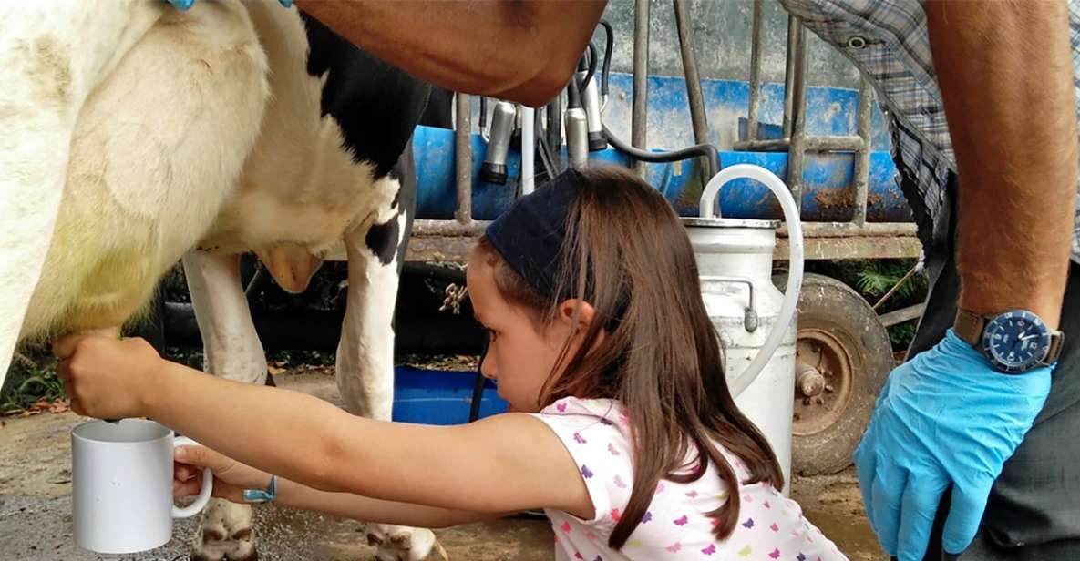 Dairy Farm Visit and Cow Milking Experience in Azores - Common questions