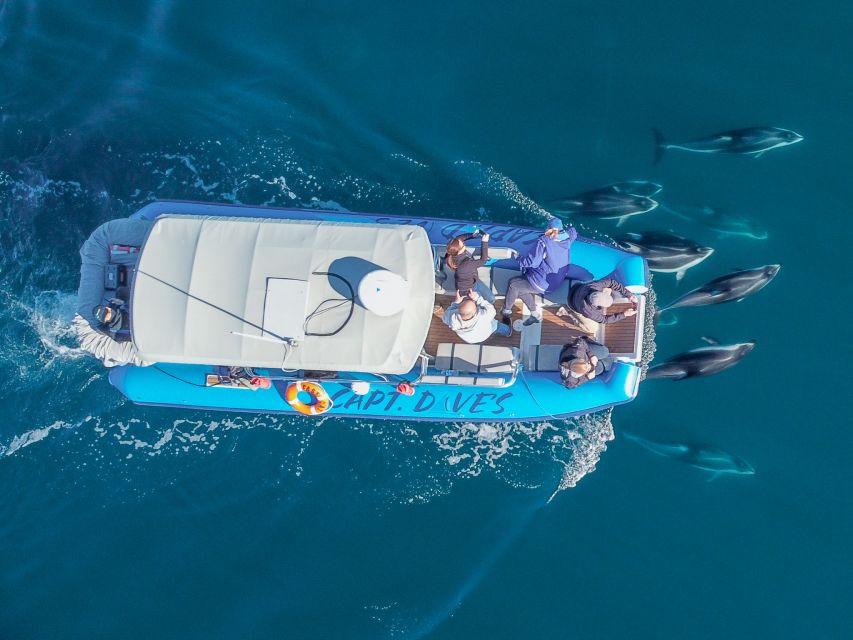 Dana Point Fast & Fun Zodiac-Style Dolphin & Whale Watching - Expert Marine Naturalists