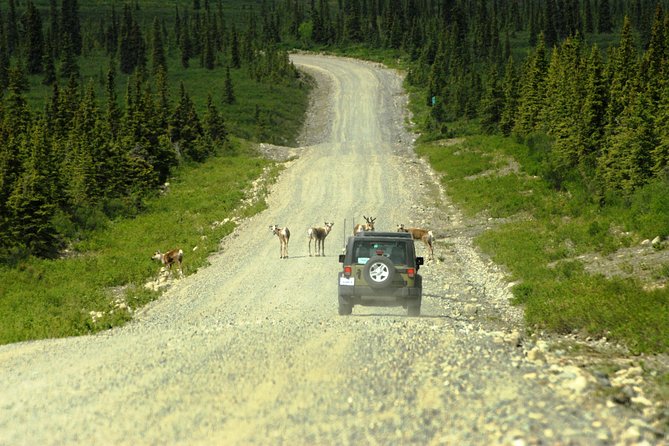 Denali Highway Jeep Excursion - Last Words