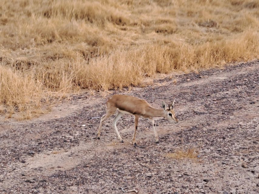 Desert Rose Jaisalmer: Non-Touristic,Billion Star Experience - Travel Tips and Recommendations