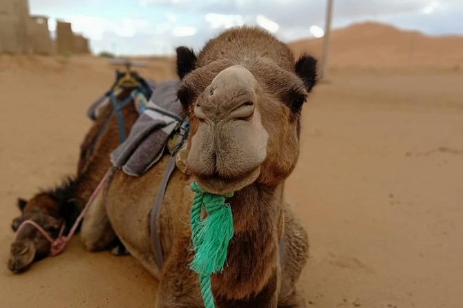 Desert Tours From Marrakech to Fes (3days ,2nights) - Customer Reviews