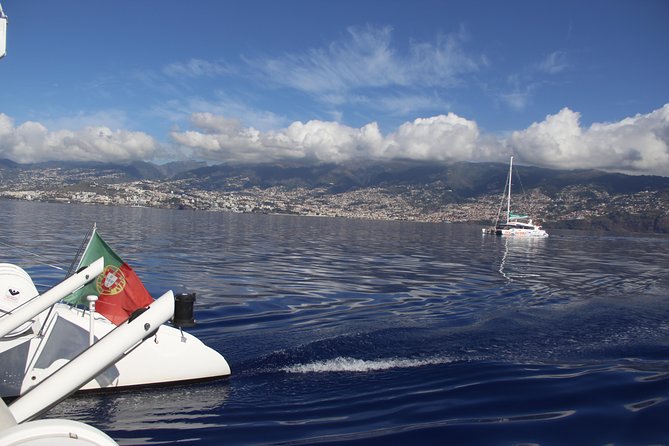 Dolphin and Whale Watching Catamaran Cruise From Funchal - Additional Support and Information