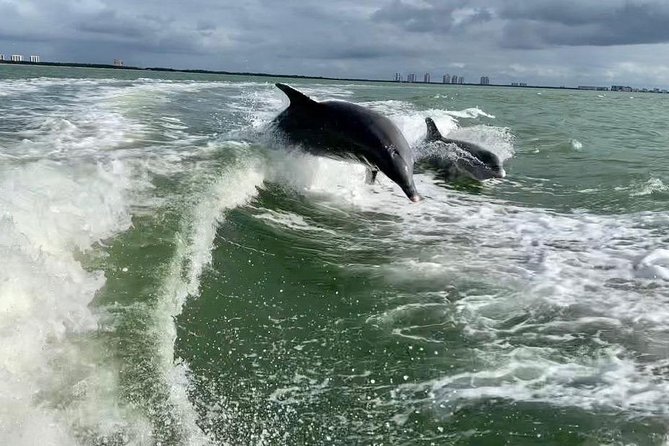Dolphin Tours - Fort Myers Beach / Naples - Reviews and Pricing