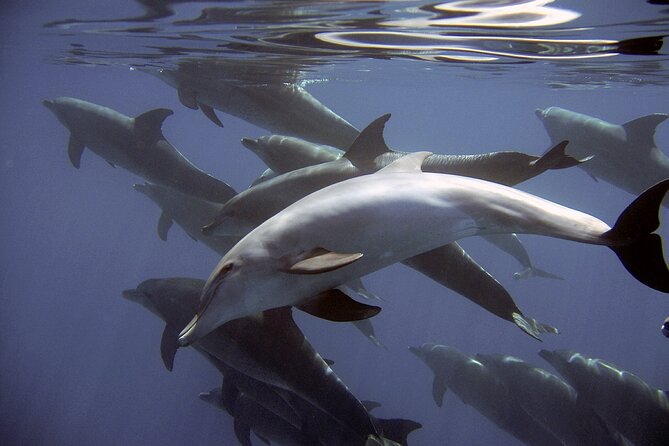 Dolphin Watching 2 Islands Tour - From Faro - Tour Highlights