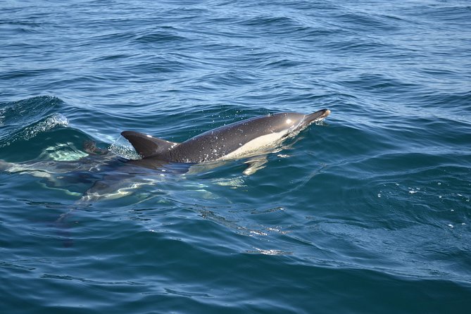 Dolphin Watching and Cave Tour From Vilamoura - Last Words