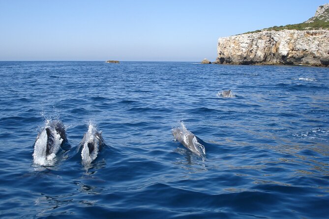 Dolphin Watching at the Arrabida (Lisbon Region) - Additional Information