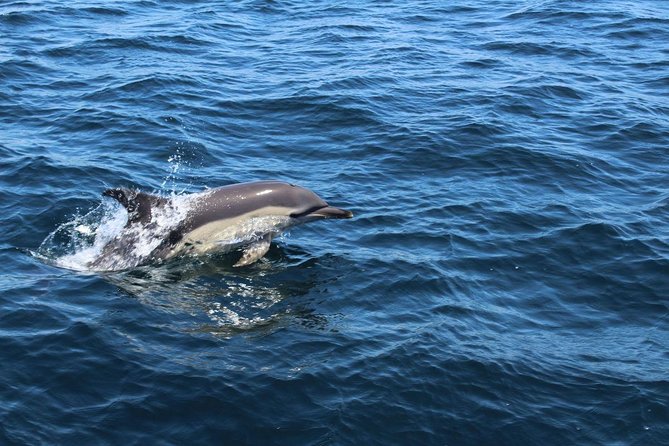 Dolphin Watching From Lagos - Common questions