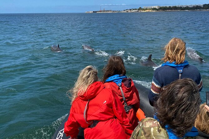 Dolphin Watching in Lisbon - Background