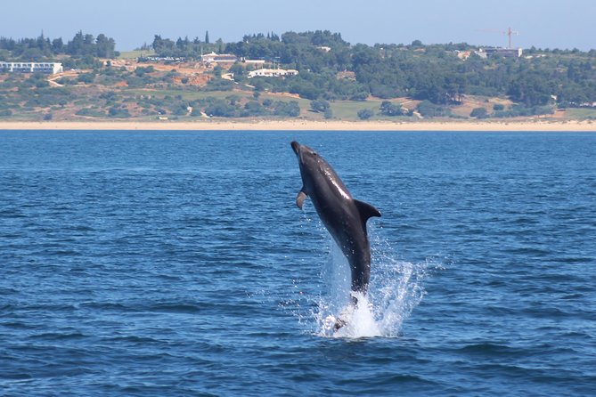 Dolphin-Watching in Marina De Lagos - Last Words