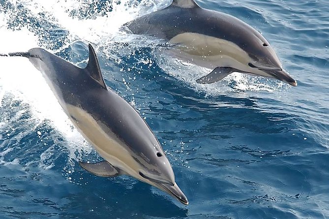 Dolphins and Caves Albufeira Marina Private Tour. - Common questions