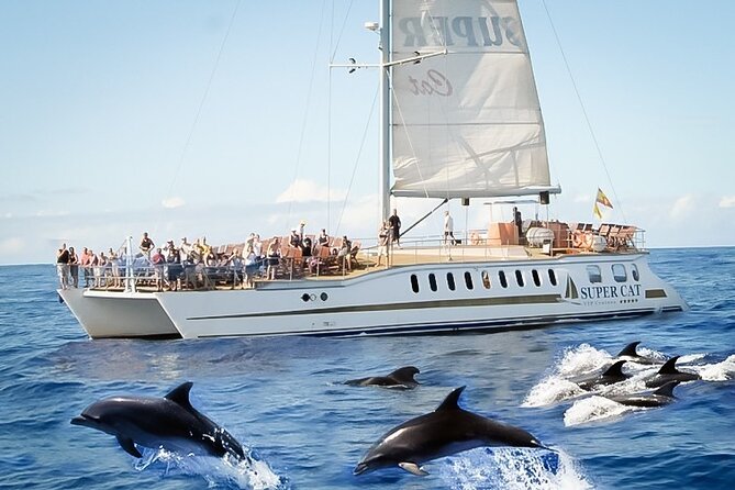 Dolphins Watching and Coastal Catamaran Sailing Cruise - Dolphin and Whale Watching Experience