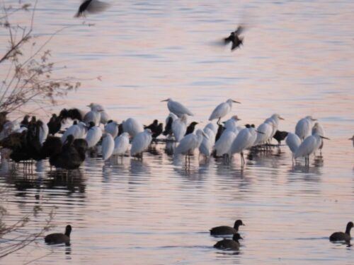 Doñana National Park: 2-Day Tour From Seville - Common questions