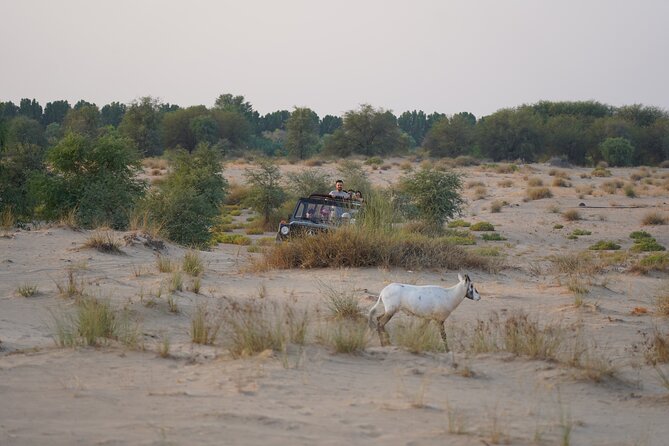 Dubai: Al Marmoom Oasis Vintage Safari With Camels, Stargazing & Bedouin Dinner - Bedouin Village Experience