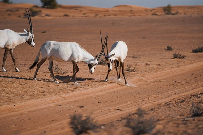 Dubai Desert Safari: Camel Ride, Sandboarding, BBQ & House Drinks - Common questions