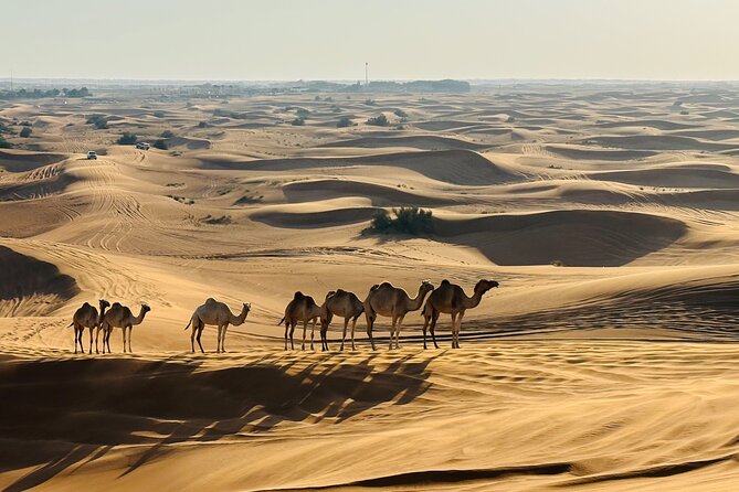 Dubai Morning Evening Desert Safari,Sand Boarding and Camel Ride - Additional Information