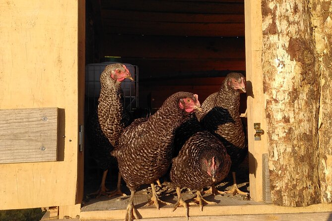 Educational Visit of a Certified Organic Micro Farm in Trancoso - Accessibility and Service Animals Guidelines