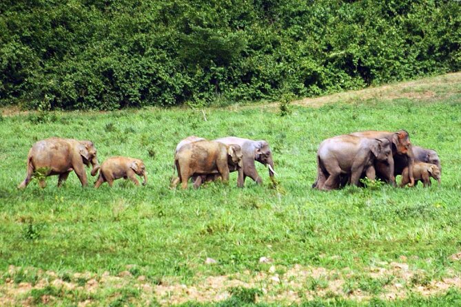 Elephant and Animal Watching in Kuiburi National Park - Join Afternoon Tour - Last Words