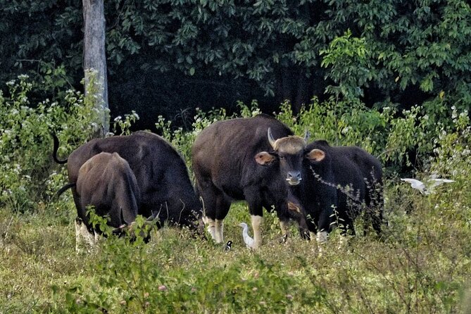 Elephant and Wildlife Watching in Kuiburi National Park - Private Afternoon Tour - Booking Details and Pricing