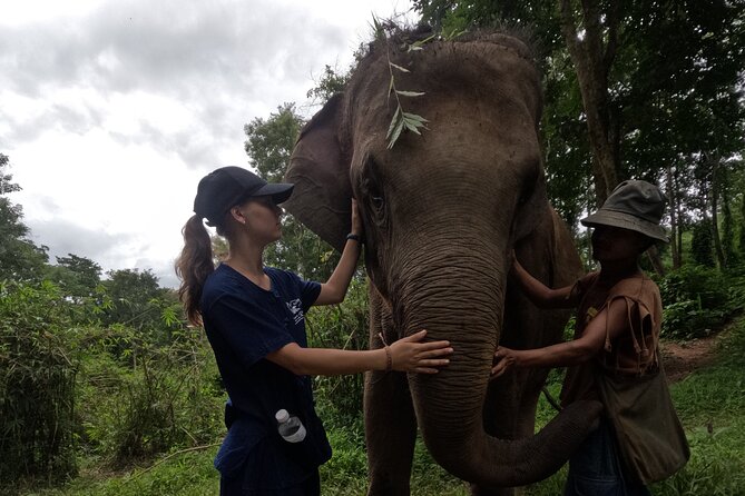 Elephant Care Program at Chiangmai Elephant Care - Common questions