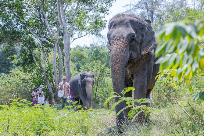 Elephant Sanctuary Small Group Tour in Phuket - Ethical Practices and Responsible Tourism